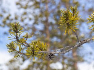 klyngehovedpine