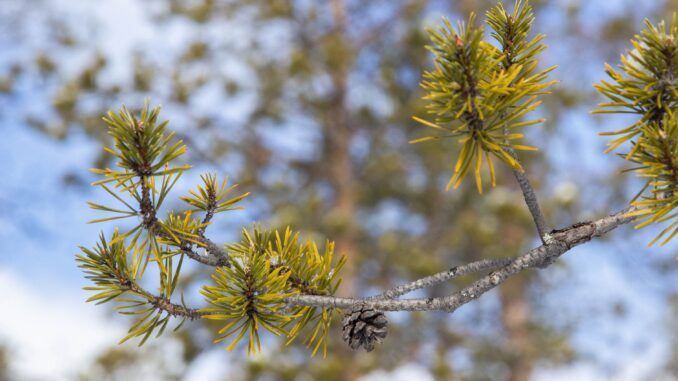 klyngehovedpine