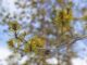 klyngehovedpine